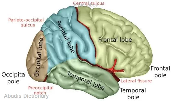 brain lobes